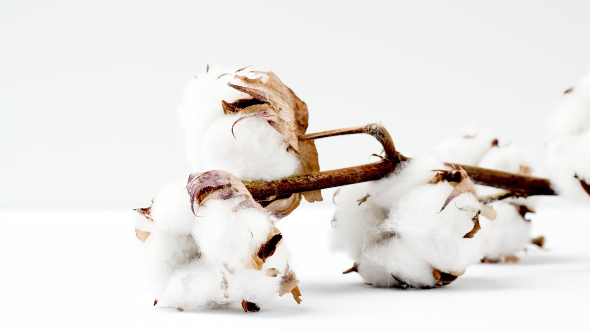 Du coton bio