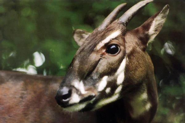 photo d'un saola, un animal vietnamien menacé d'extinction et qui a inspiré le logo et le nom de SAOLA